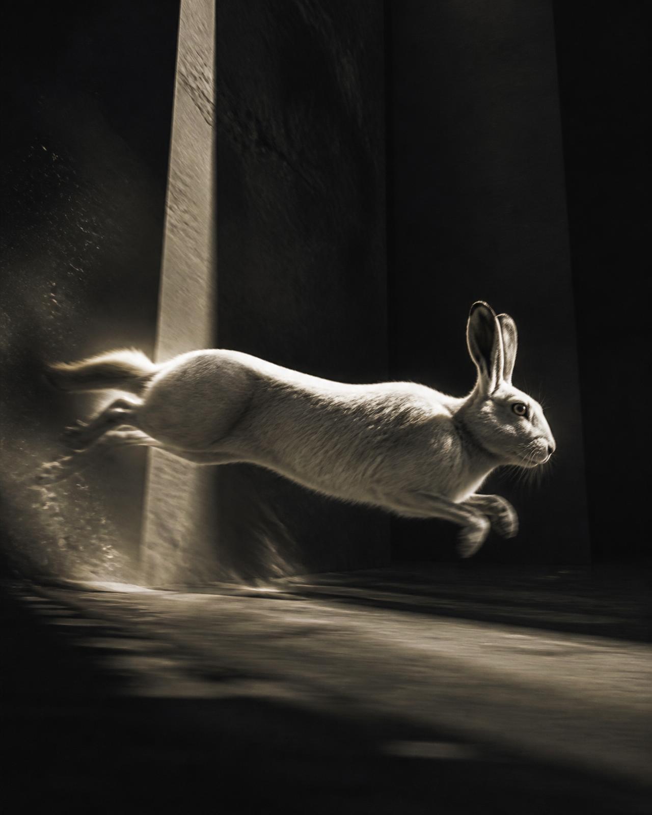 A white rabbit at the edge of a dark room, partly beyond a lit threshold